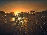 Shadow Side Of Trees In Sunrise Fog_P1130963-5